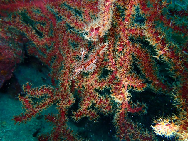 擬態のプロ、ニシキフウライウオ