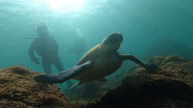 今日のウミガメ2