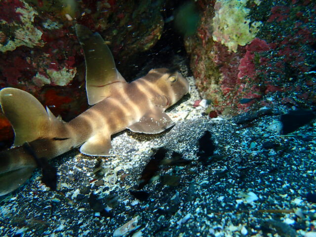 久しぶりのネコザメ