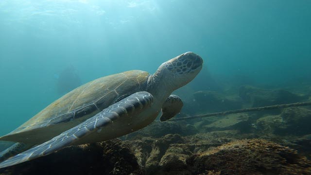 今日のウミガメ