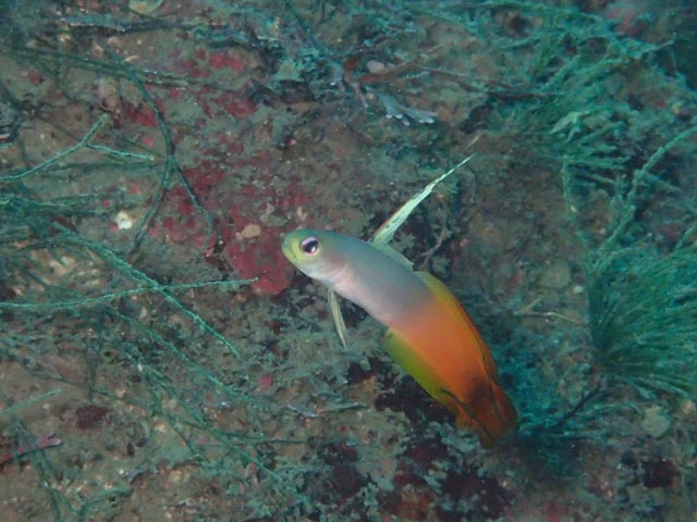 可愛いサイズ感のハタタテハゼ