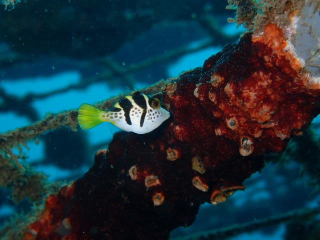 可愛いサイズ感のノコギリハギ