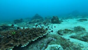 川奈も青い!!2024-10-25