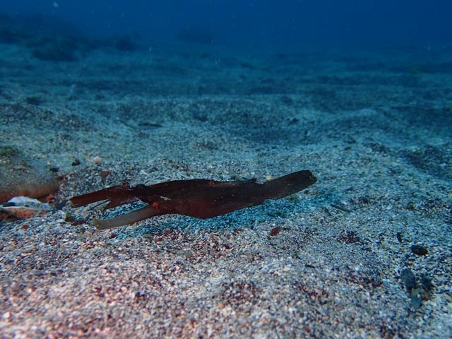 今年は大量カミソリウオ