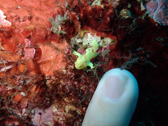 小指サイズのイロカエルアンコウ