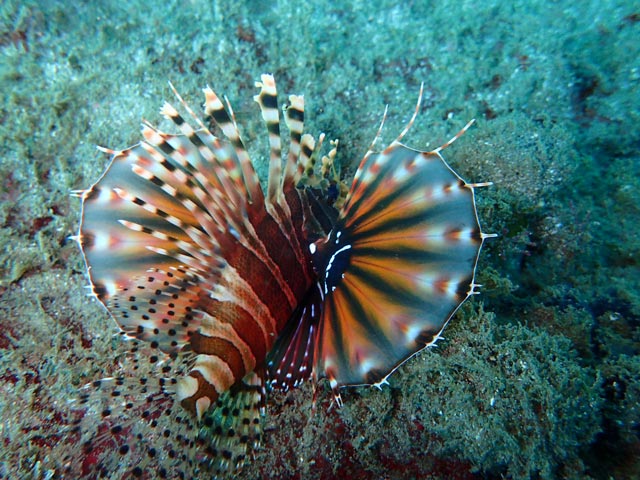 ヒレが綺麗なキリンミノカサゴ