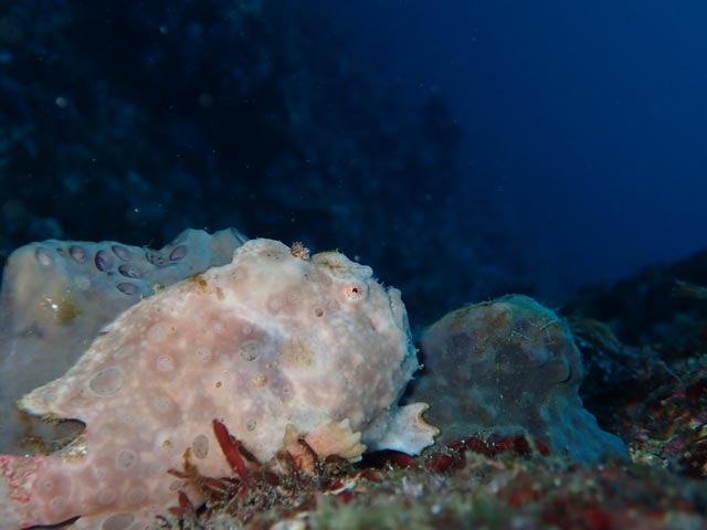 オオモンカエルかわいい