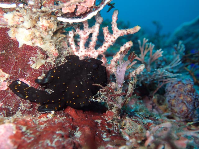 ブサイククマドリカエルアンコウ