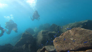 三連休最終日はダイビング日和でした!2024-11-4