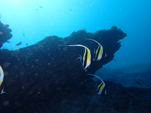 普通種入りのツノダシ