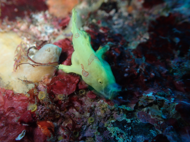 あくびのイロカエルアンコウ