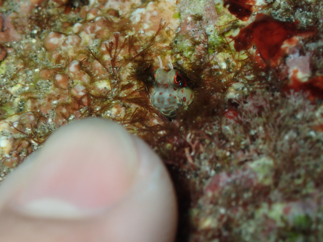 話題のモンツキカエルウオ