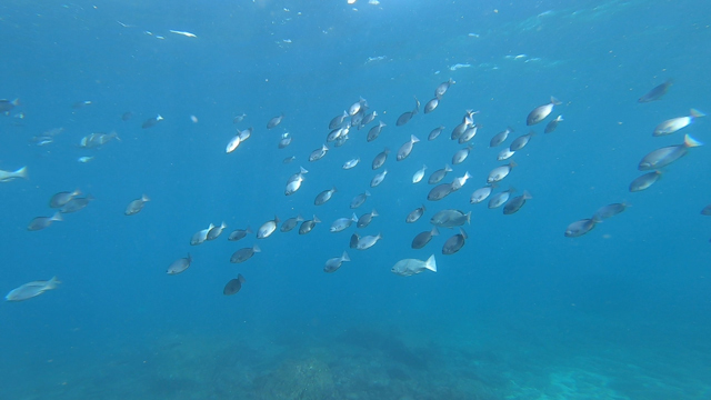 メジナの群れ晴れていると綺麗