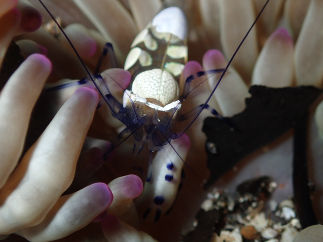 大きいイソギンチャクエビ