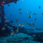 透明度高く穏やかな川奈ビーチ！2024-12-17