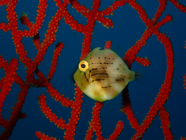 くりくりお目目が可愛いアオサハギ