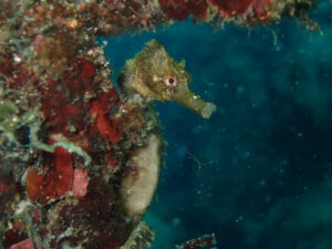 ホームが一番!川奈楽しい~2024-12-2