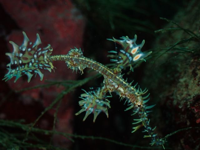 まだまだ多いニシキフウライウオ