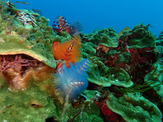 クリスマスシーズンでイバラカンザシ