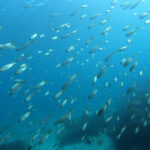 これぞ冬の海！潜らないのはもったいない！2025-1-9