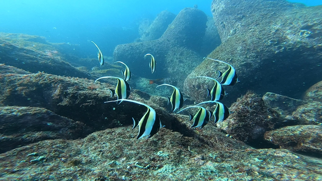 ツノダシの群れ