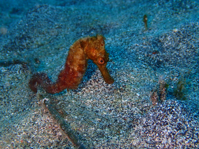 復活のタカクラタツ