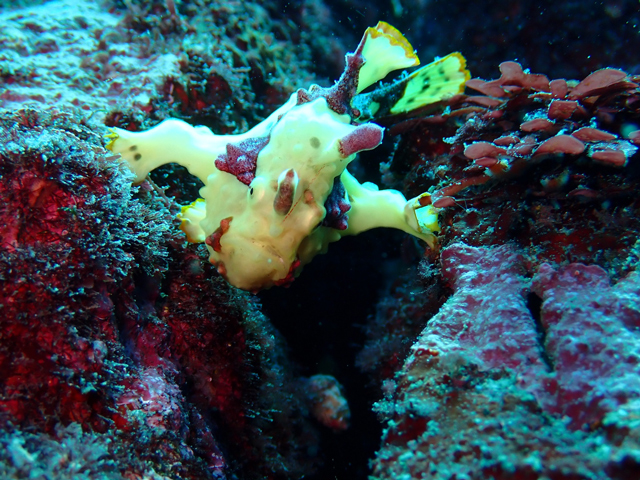 クマドリカエルのサスケかっ