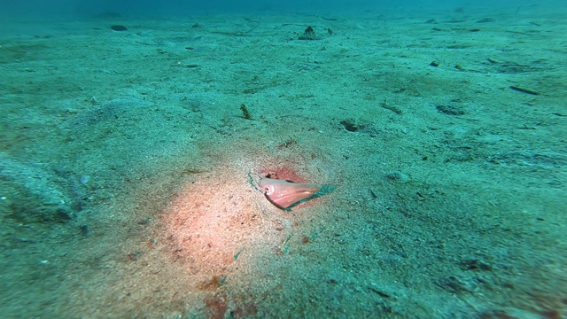 ダイナンウミヘビ！巳年だけに