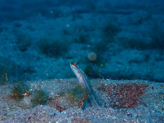 引っ込まないクサハゼ