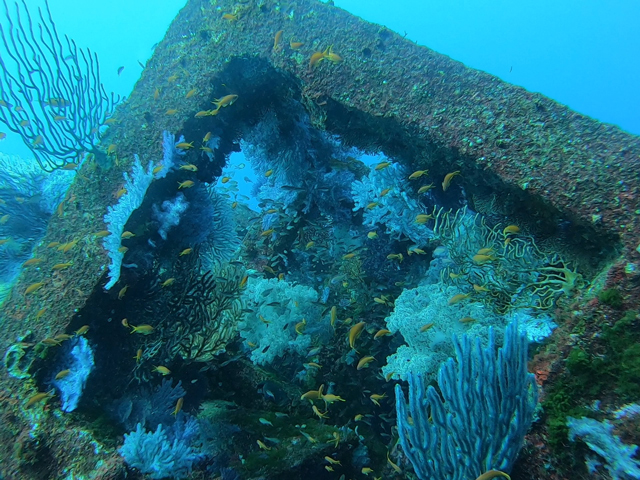 期間限定ピラミッド