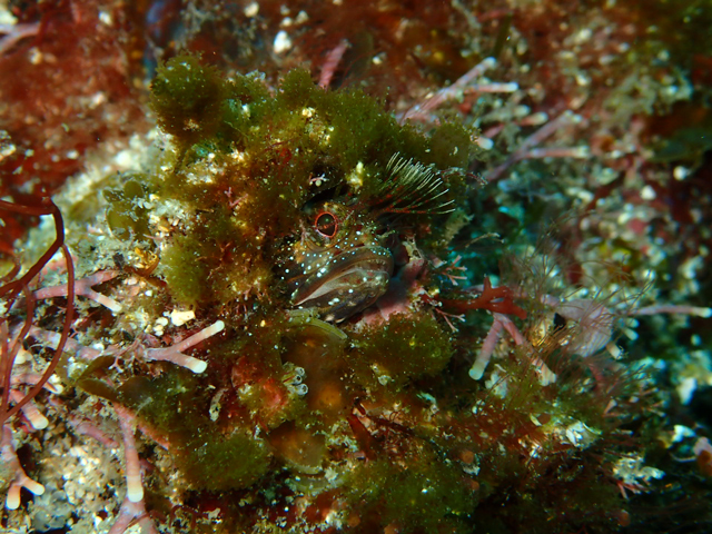 モヒカンヘアーのコケギンポ
