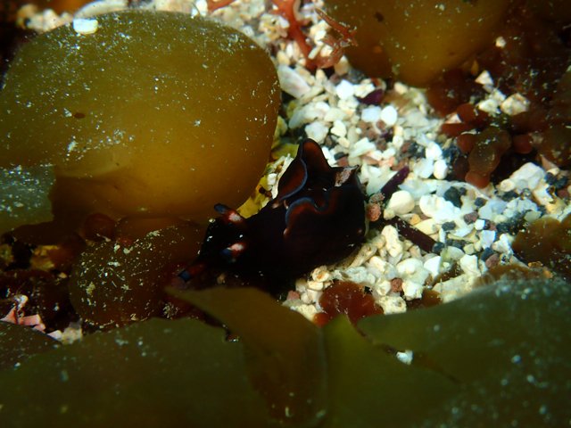 アメフラシもこんにちは