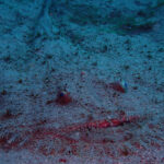 川奈ビーチにキアンコウ登場！2025-2-15