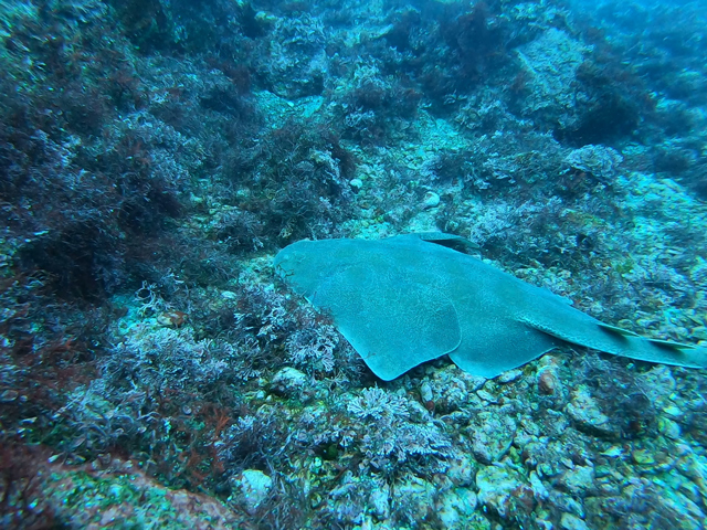 カスザメフィーバー