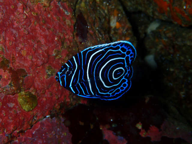 越冬！タテキン幼魚