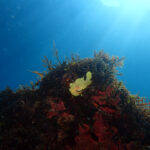 春を飛び越え初夏のような3月最初の週末。川奈2025-3-2