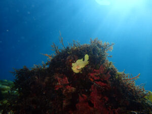 春を飛び越え初夏のような３月最初の週末。川奈2025-3-2