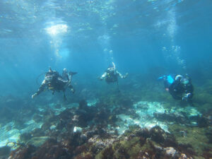 春の海、輝く！川奈ビーチでのんびりファンダイビング2025-3-20