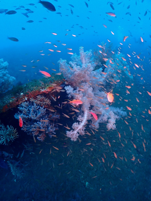 熱海沈船