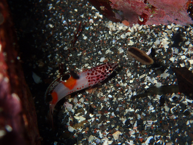 模様が綺麗なカンムリベラ