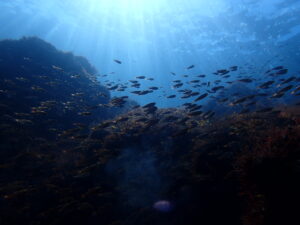 川奈ビーチでライセンス講習スタート！2025-4-4