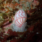 八幡野で話題のウミウシを見れました!!2025-3-15