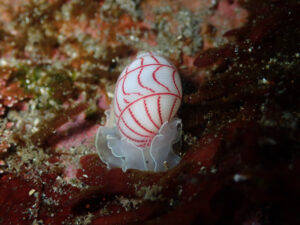 八幡野で話題のウミウシを見れました!!2025-3-15