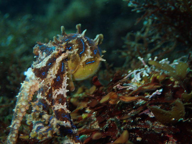 模様が綺麗なヒョウモンダコ