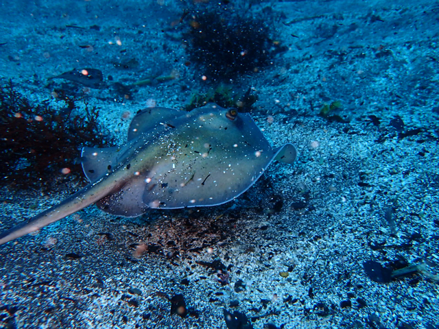 ヒラタエイいっぱい