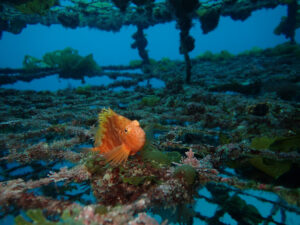 青くてクリアな川奈ビーチ！人気生物もたくさん！2025-3-11