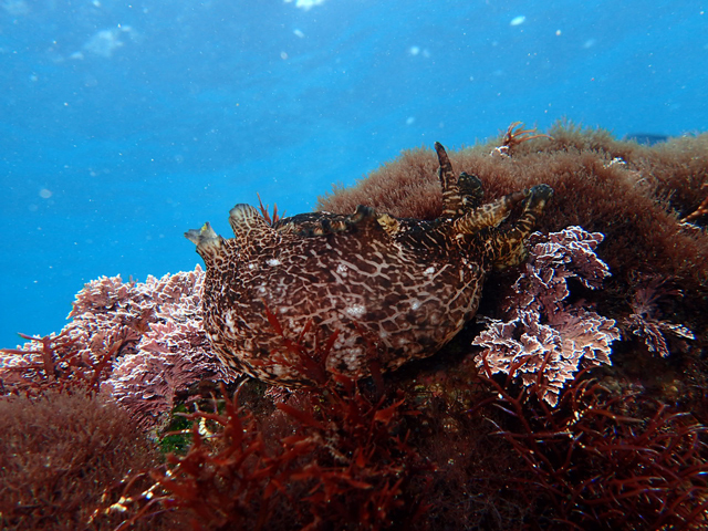 ざ・アメフラシ