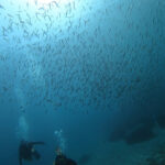 快晴&透明度20m!最高のAOW講習in川奈 2025-3-26