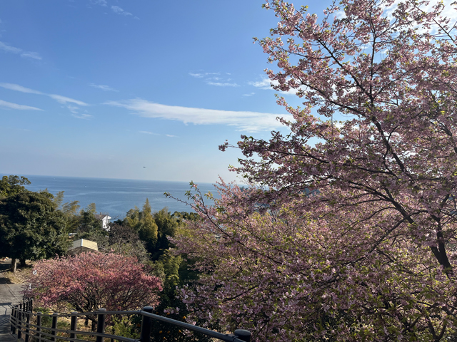 桜×海
