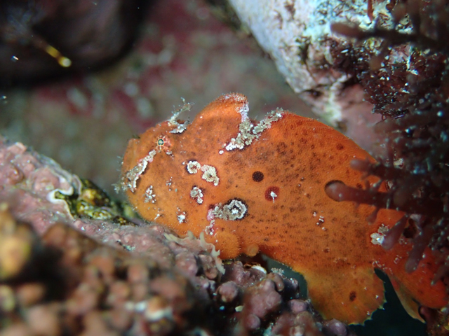 久々登場ベニカエルアンコウ